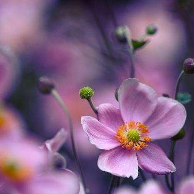 爱游戏APP·官方登录入口(ayx)app下载