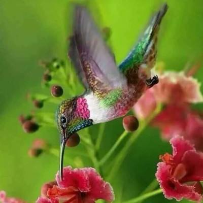 2023年香港资料精准