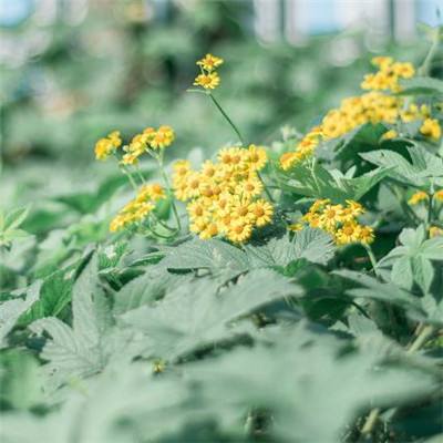 澳门2023全年免费资料大全手机app下载