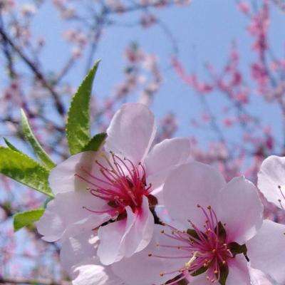 炸金花游戏下载手机版